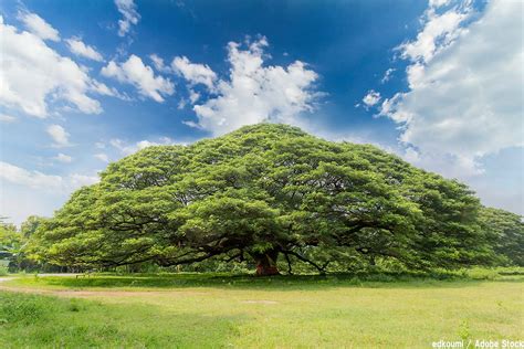 大樹木|世界で一番大きい木【巨木の世界記録!最も大きい木。